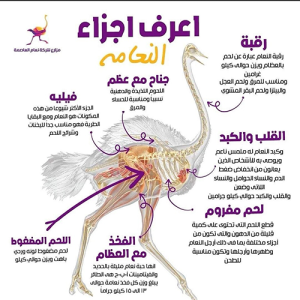 لحم النعام